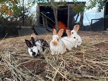 conigli 🐰