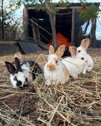 conigli 🐰