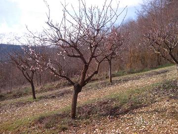 A ocre terreno edificabile