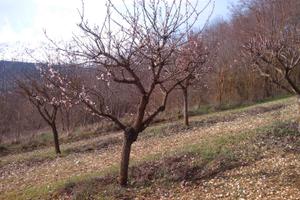 A ocre terreno edificabile
