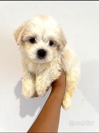 Maltipoo
