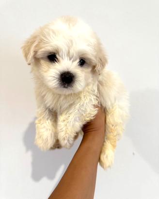 Maltipoo