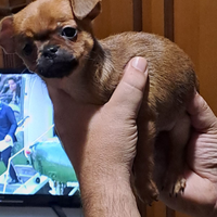 Cucciolo di chihuahua