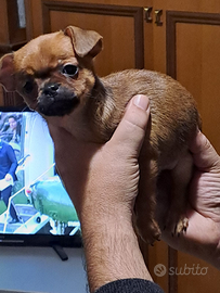 Cucciolo di chihuahua