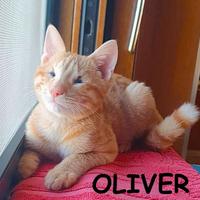 OLIVER micio rosso adozione del cuore