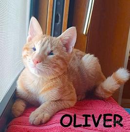 OLIVER micio rosso adozione del cuore