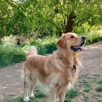 Golden retriever per accoppiamento