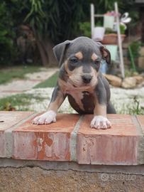 Pitbull tricolor