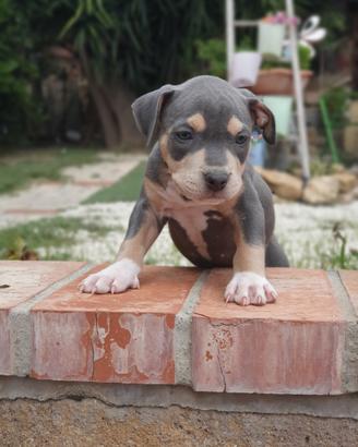 Pitbull tricolor