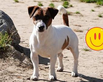 Jack russell maschio per accoppiamento