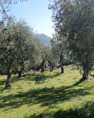  terreno agricolo con uliveto di 420 piante