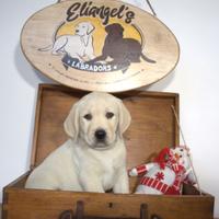 Cuccioli labrador gialli da allevamento