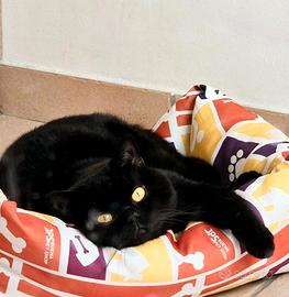 Coppia British Shorthair