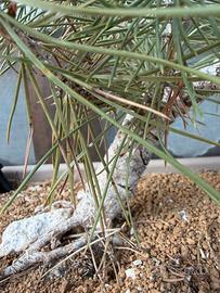 PreBonsai Pino nero Yamadori attecchito da 4 Anni