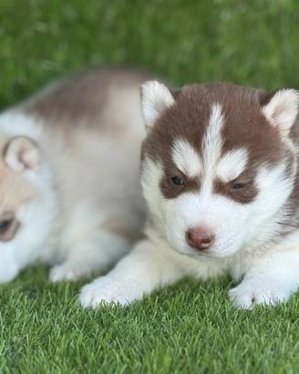 Husky