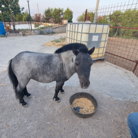 Mini cavallo