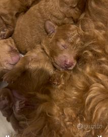 Barboncini toy e mini toy