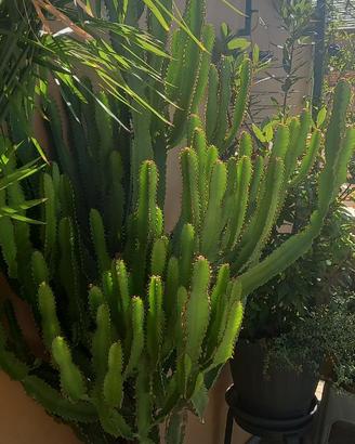 Pianta grassa Euphorbia