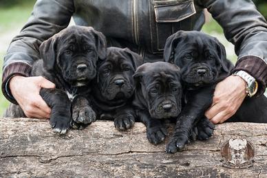 Cane Corso