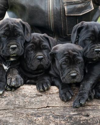 Cane Corso