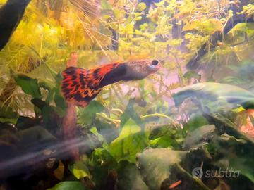 Guppy