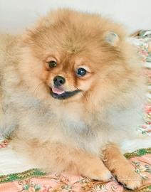 Cucciolo di Spitz di Pomerania nano (Volpino)
