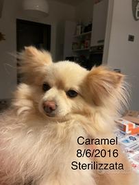 Esemplare femmina di Spitz tedesco nano