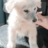 Mamma mi adotti? Cucciolo in adozione