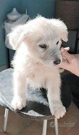 Mamma mi adotti? Cucciolo in adozione