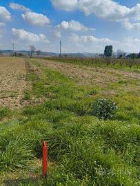 Terreni agricoli - Magliano Alfieri