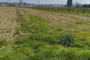 Terreni agricoli - Magliano Alfieri