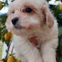 Maltipoo maschi e femmine