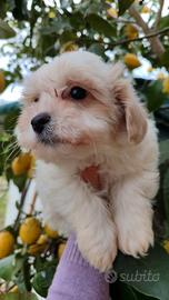 Maltipoo maschi e femmine