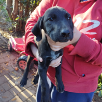 Cuccioli di cane pelo corto