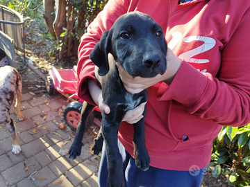Cuccioli di cane pelo corto