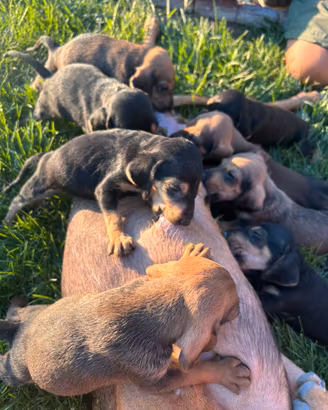 Cuccioli maschi di segugio italiano