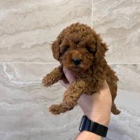 Barboncini toy cuccioli