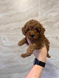 Barboncini toy cuccioli