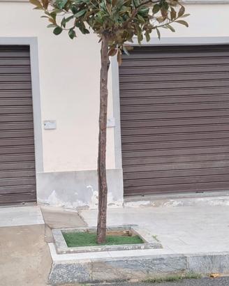 DUE SERRANDE IN FERRO MOTORIZZATE