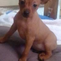 Pinscher