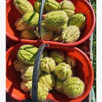 zucchine spinose (chayote)