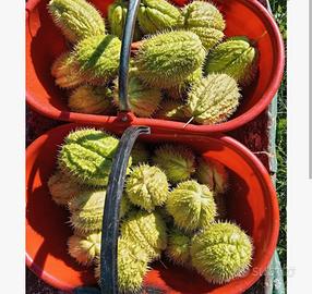 zucchine spinose (chayote)