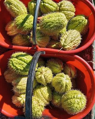 zucchine spinose (chayote)