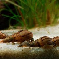 Dafnie ampullarie caridine e altro