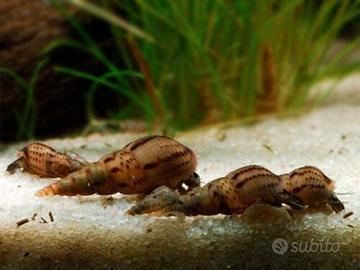 Dafnie ampullarie caridine e altro