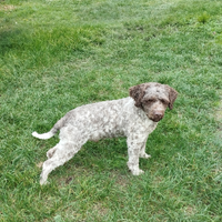 Lagotto romagnolo