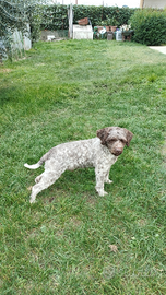 Lagotto romagnolo