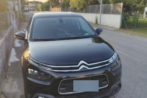 C4 cactus 