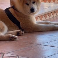 Akita inu per monta