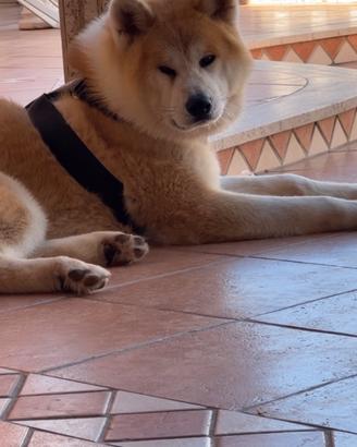 Akita inu per monta